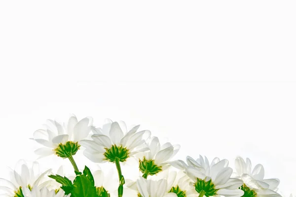 Barevné Podzimní květiny chryzantéma — Stock fotografie