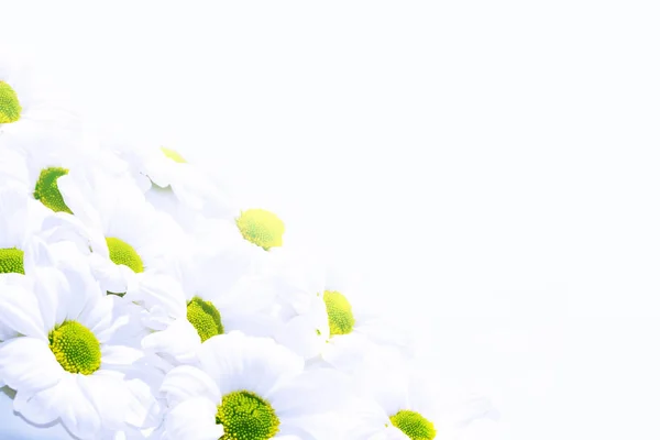 Färgglad höst blommor av krysantemum — Stockfoto