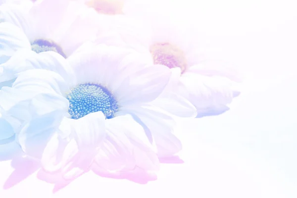 五颜六色的菊花花 — 图库照片