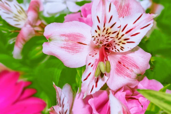 Colorful beautiful flowers alstroemeria — Stock Photo, Image