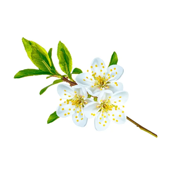 Ramo fiorito di ciliegia isolato su fondo bianco. — Foto Stock