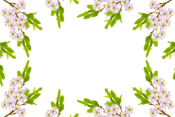 Blühender Zweig der Kirsche isoliert auf weißem Hintergrund. — Stockfoto