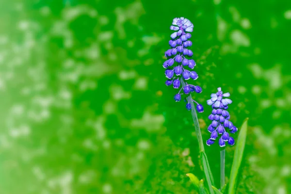 Lentebloemen van de hyacint — Stockfoto