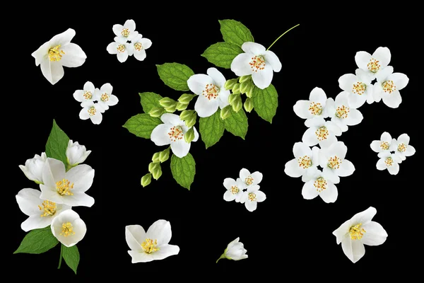 Tak van jasmijn bloemen geïsoleerd op zwarte achtergrond. — Stockfoto