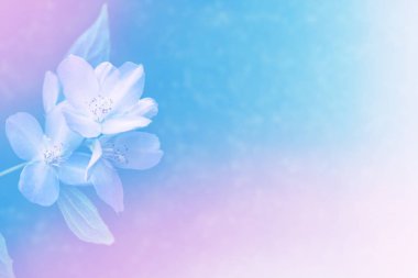 Yasemin şube hassas bahar çiçekleri beyaz