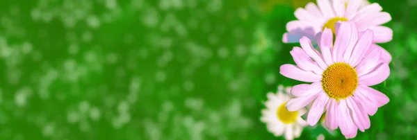 Suddig. Vita ljusa daisy blommor — Stockfoto