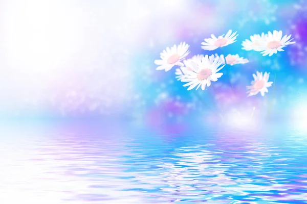Bulanık. Beyaz parlak papatya çiçekleri — Stok fotoğraf