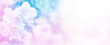 Yasemin şube hassas bahar çiçekleri beyaz