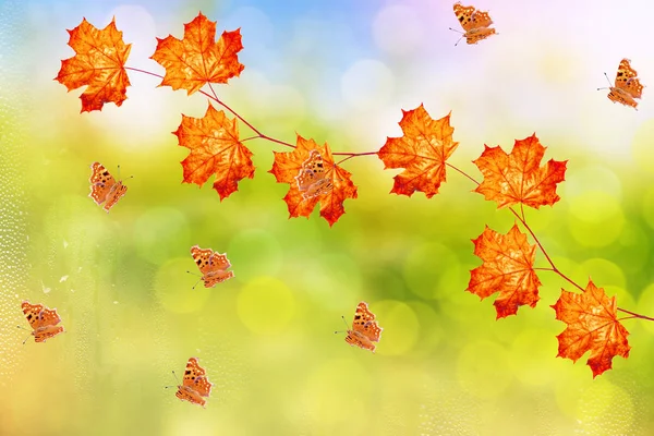 Herbstlandschaft mit leuchtend buntem Laub. Indischer Sommer. — Stockfoto