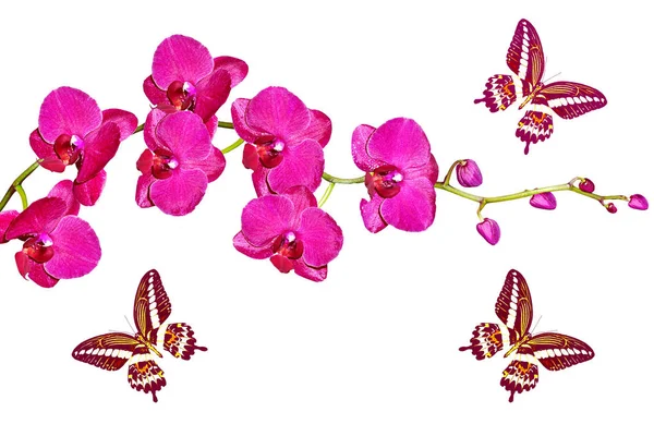 Orchidej květiny izolované na bílém pozadí. — Stock fotografie