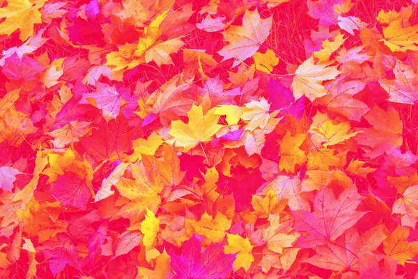 Herbst Hintergrund mit hellen bunten Blättern. — Stockfoto