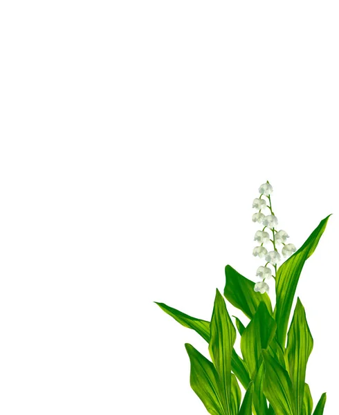 Lily of the valley flower on white background — Stock Photo, Image