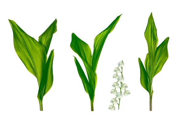 Κρίνος της κοιλάδας λουλούδι σε λευκό φόντο — Φωτογραφία Αρχείου