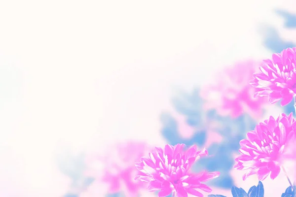 Цветущие хризантемы на фоне осеннего Иана — стоковое фото