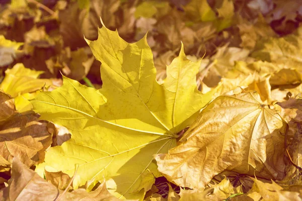 Parlak renkli yaprakları ile sonbahar arka plan. — Stok fotoğraf