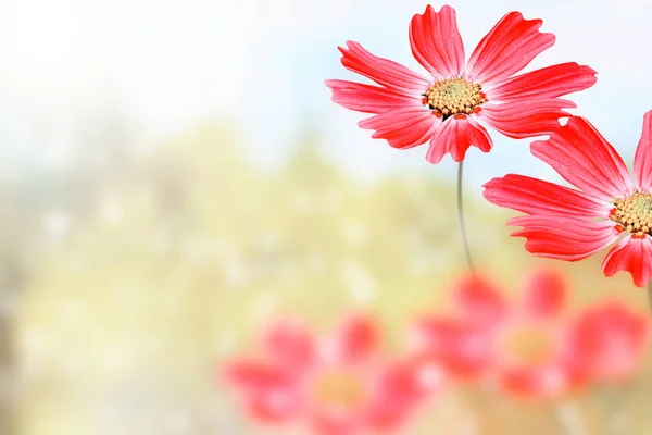 Farbenfrohe Kosmos-Blumen vor dem Hintergrund der Sommerlandschaft. — Stockfoto