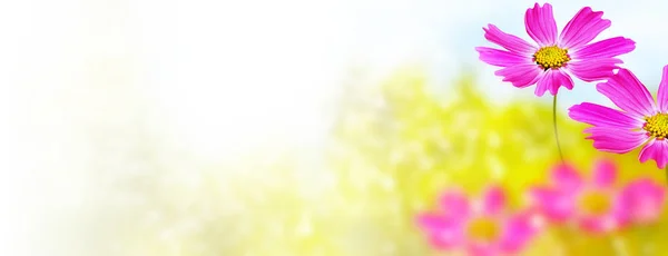 Farbenfrohe Kosmos-Blumen vor dem Hintergrund der Sommerlandschaft. — Stockfoto