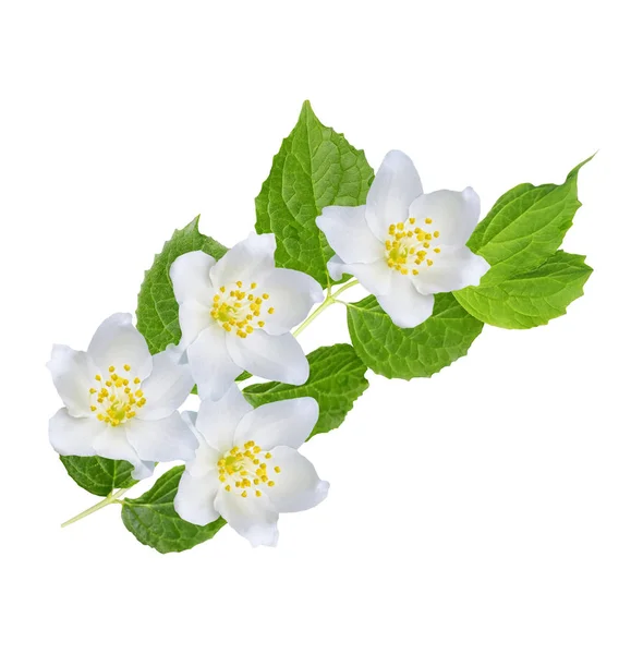 Yasemin çiçekleri beyaz zemin üzerine izole Şubesi재 스민 꽃 흰색 배경에 고립의 지점. — Stok fotoğraf