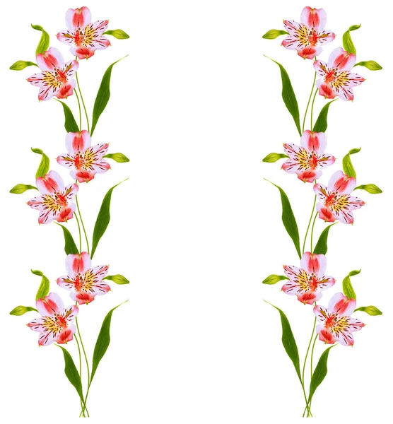 Flores brillantes de alstroemeria aisladas sobre fondo blanco . — Foto de Stock