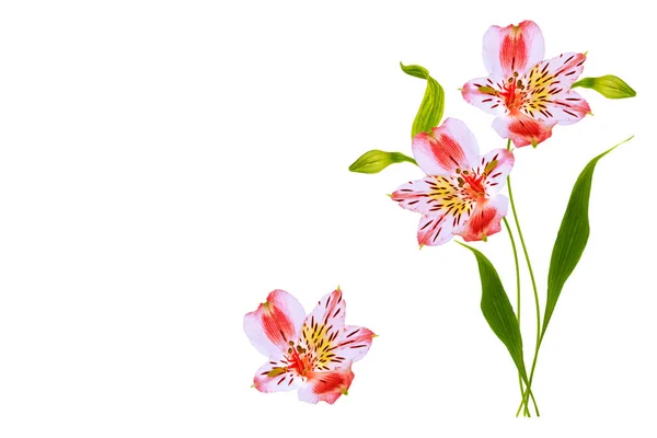 Luminosi fiori di alstroemeria isolati su sfondo bianco . — Foto Stock