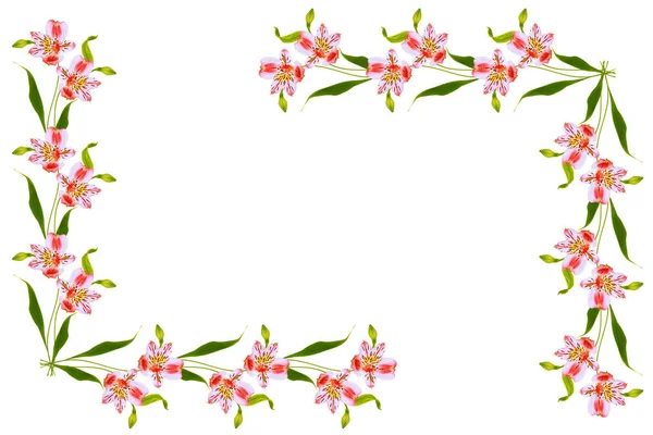 Helle Alstroemeria Blüten isoliert auf weißem Hintergrund. — Stockfoto