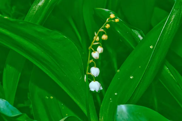 Vårlandskap. blommor liljekonvalj — Stockfoto