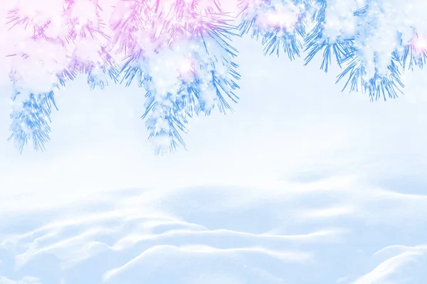  Karla kaplı ağaçlarla donuk kış ormanı.