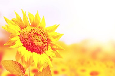 Yaz aylarında güzel ayçiçeği alan. 