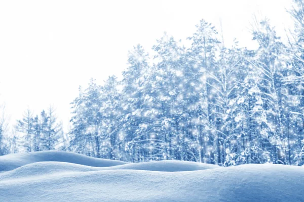 Bevroren winterbos met besneeuwde bomen. — Stockfoto