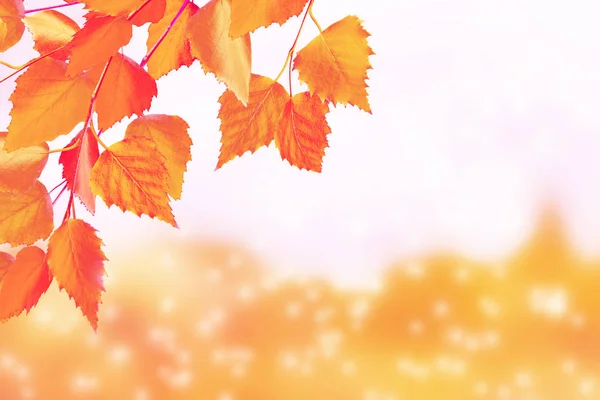 Şube parlak renkli sonbahar yaprakları. Pastırma yazı. — Stok fotoğraf