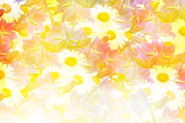 alan papatya çiçekleri ve çan