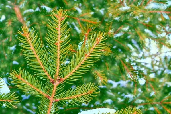 Forêt d'hiver gelée avec arbres enneigés. — Photo