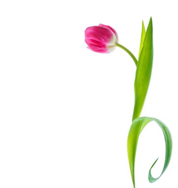 bahar çiçekleri laleler 