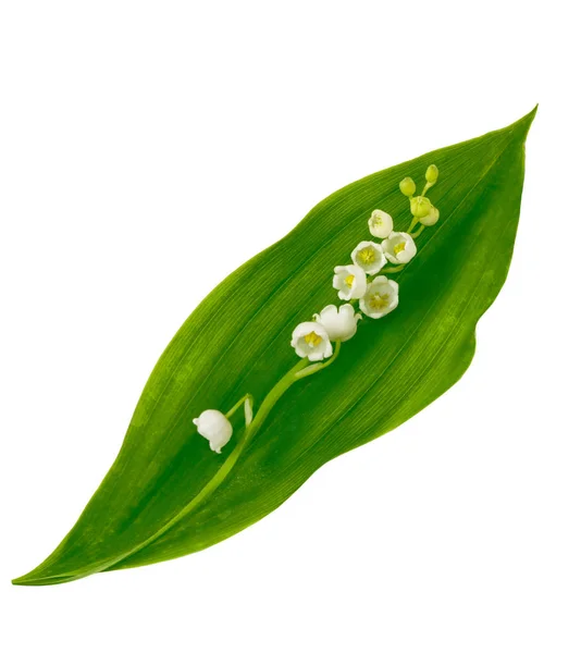 Lily of the valley bloem op witte achtergrond — Stockfoto