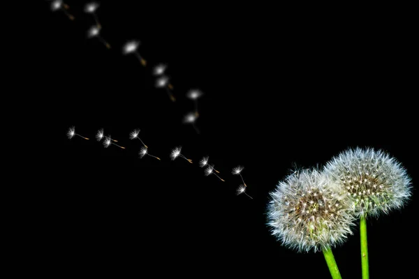 Пухнасті квітка кульбаба — стокове фото