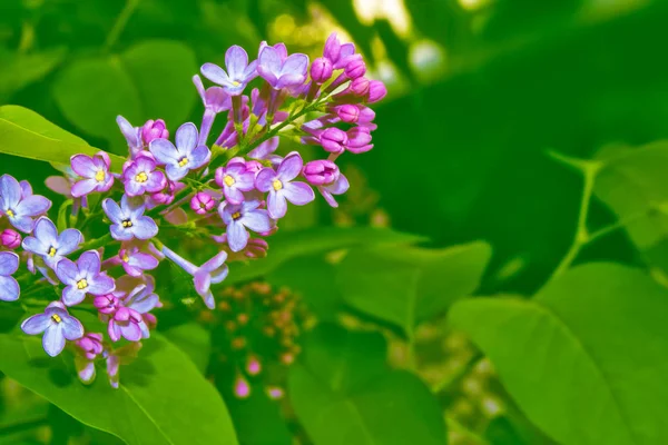 Bright and colorful flowers lilac — Stock Photo, Image