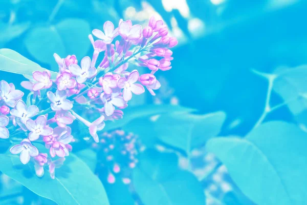 Světlé a barevné květiny lila — Stock fotografie