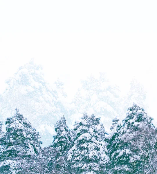 Floresta de inverno congelada com árvores cobertas de neve. — Fotografia de Stock