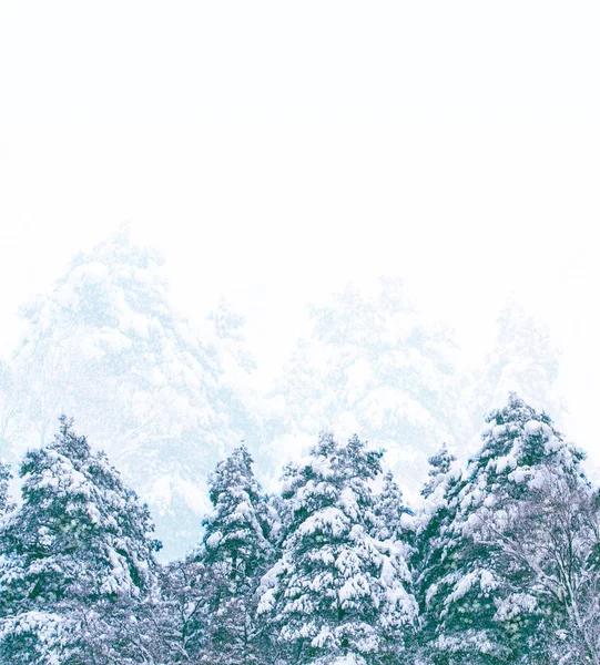 Bosque de invierno congelado con árboles cubiertos de nieve. —  Fotos de Stock