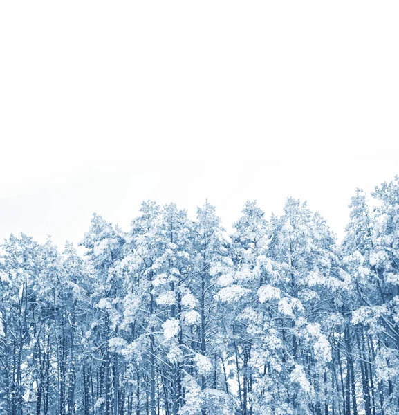 Onscherpe achtergrond. winterbos met besneeuwde bomen. — Stockfoto