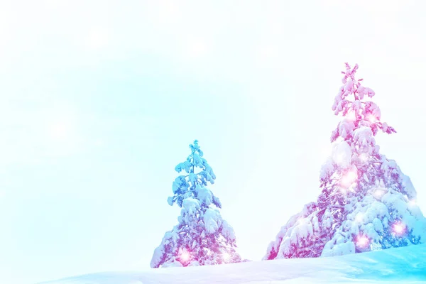 白色背景的圣诞树。云杉. — 图库照片