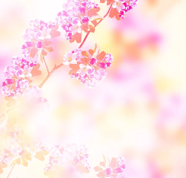 Manzana Rama Floreciente Flores Primavera Colores Brillantes —  Fotos de Stock