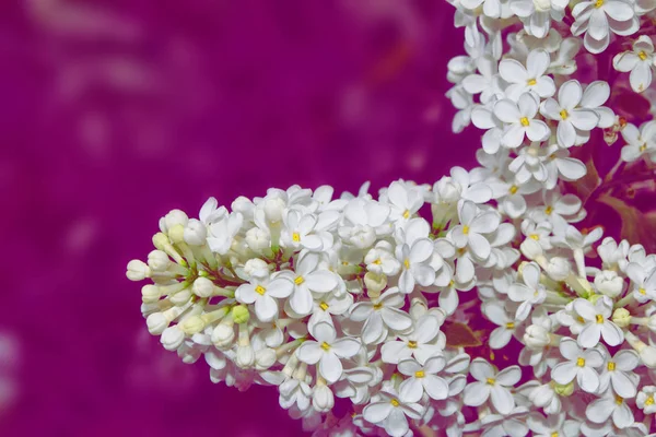 Světlé a barevné květiny lila — Stock fotografie