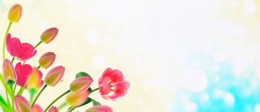 Parlak ve renkli çiçek Lale