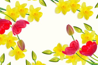 bahar çiçekleri nergis, beyaz arka plan üzerinde izole lale