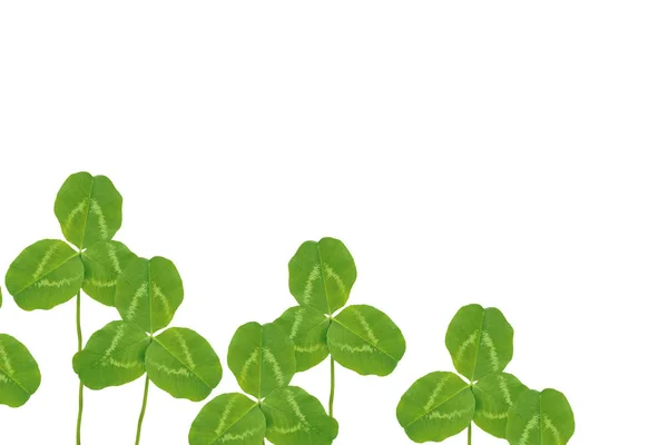 Green clover leaves isolated on white background. St.Patrick 's — Stock Photo, Image