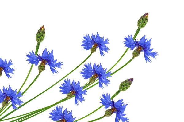 Bleuet à fleurs sauvages — Photo