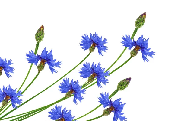 Flor selvagem cornflower — Fotografia de Stock