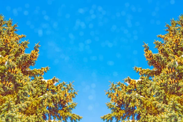 Foresta invernale ghiacciata con alberi innevati. — Foto Stock