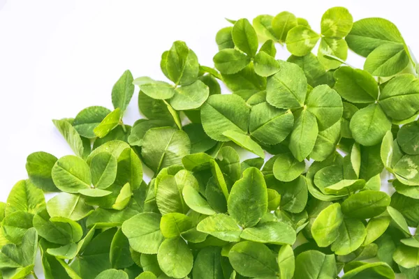 Foglie di trifoglio verde isolate su sfondo bianco. San Patrizio. — Foto Stock